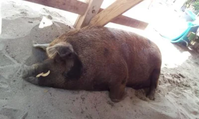 hasser - Od siebie dodam zdjęcie pijanej klubowiczki z UK na plaży: