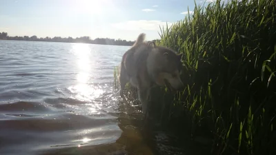 syberianMalamut - #malamutnadzis nad jeziorkiem
#pokazpsa #smiesznypiesek #zwierzaczk...
