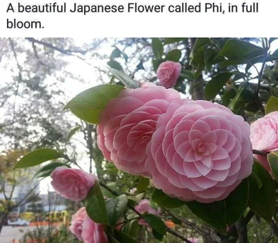 Abominacja - #kwiaty #nieboperfekcjonistow #flora #japonia