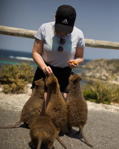 mfek00 - Duże ilości kłoczek naraz 
#quokkanadzis #quokka #zwierzaczki