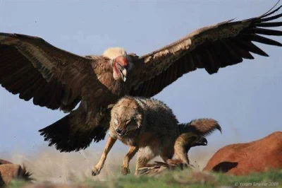 GraveDigger - Sępy i wilk. Świetne ujęcie!

#zwierzaczki #przyroda #wilkijakies