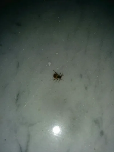 jarek04 - Czy ktoś może wie co to za pająk ?