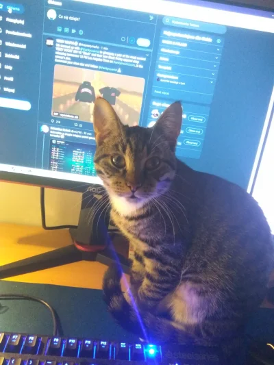 Flashh_ - No i jak nie pogłaskać takiego atencjusza (ʘ‿ʘ)
#kitku #pokazkota #koty