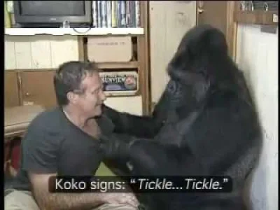 LukCzu - Robin Williams poznaje goryla Koko: