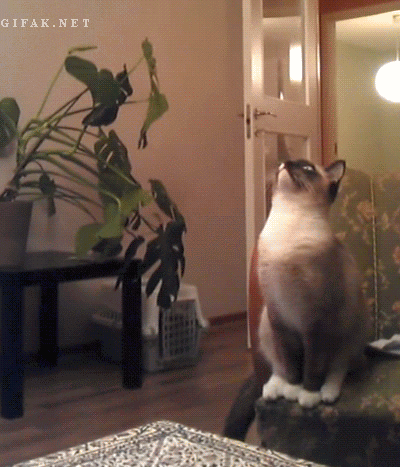 netes - Ja to tylko tu zostawię ( ͡° ͜ʖ ͡°)

#koty #heheszki