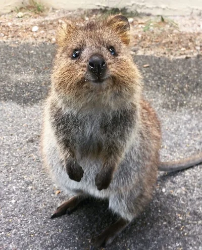 aloszkaniechbedzie - #quokkanadzis #quokka #zwieczaczki