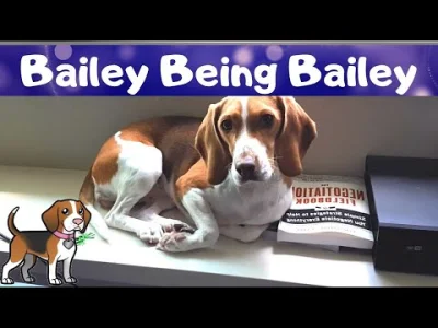 KontoDoPromocjiPsaByTrzepacHajs - #aww najlepsze uszy #beagle jakie znalazłem na YT (...