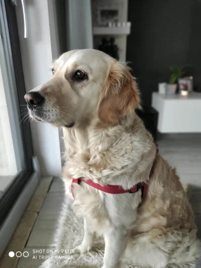 luxpl - #pies #pokazpsa