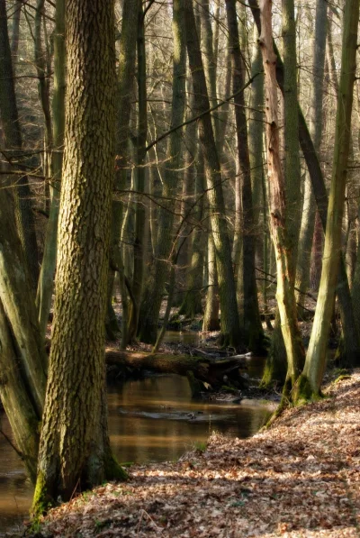 a.....k - @ursua: podane przecież, że "skarpa":
Toruń, las porastający brzeg Wisły w...
