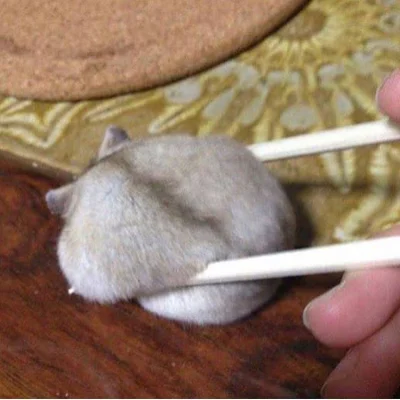 p.....a - #smiesznypiesek