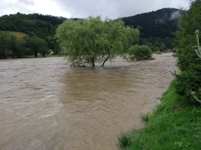 RustyMnichu - Tak wygląda pole namiotowe w Krościenku nad Dunajcem. Tam pod tym drzew...