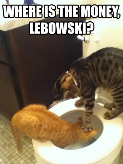 n.....n - #lebowski #koty #humor