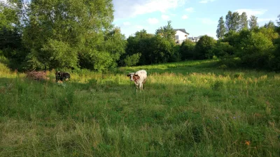 macza - Randomowa krowa z #lublin'a pozdrawia #wykop #gownowpis