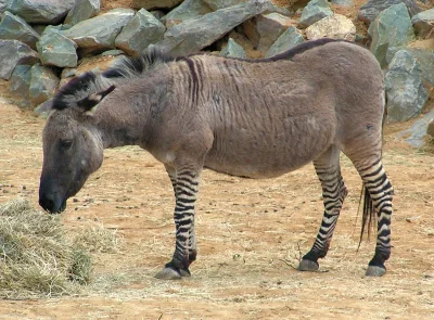 draqul - @BrygadaWypok: nie wiem, może krzyżówka osła z zebrą?