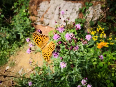 Elvlanden - Ktoś wie co to? Motyla spotkałem w górach stołowych.
#motyle i jako mistr...