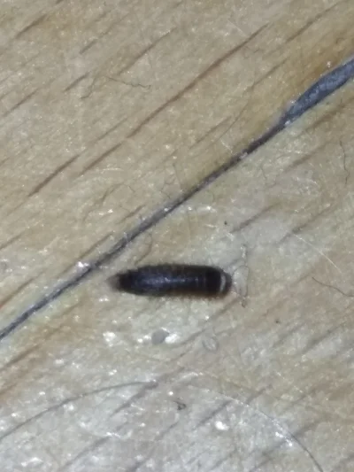 JBZDY - Witam, wie ktoś co to za robak? Znalazłem dwa wczoraj na podłodze i dzisiaj j...