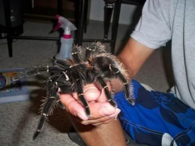 GraveDigger - @Syntax: @wesolutki: W Brazylii występują znacznie większe pająki ( ͡° ...