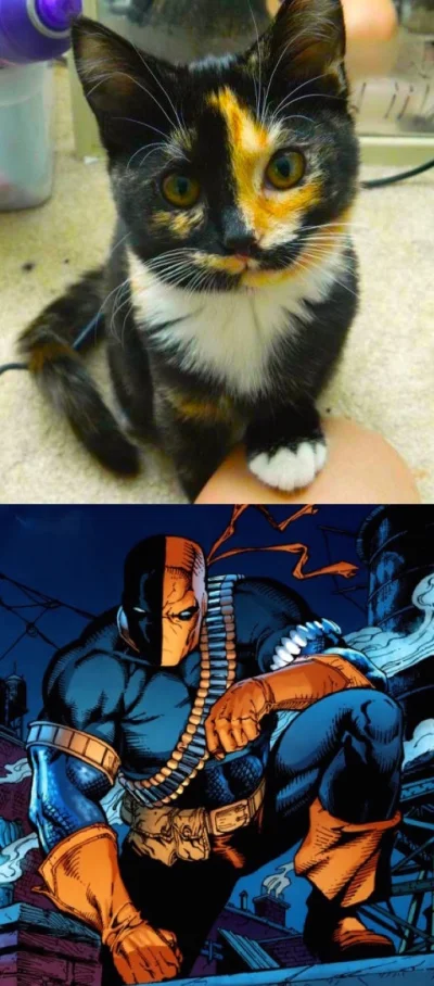 MajkiFajki - #komiks #arrow #deathstroke #dc #koty



O kierwa, ktoś ma fajnego koteł...