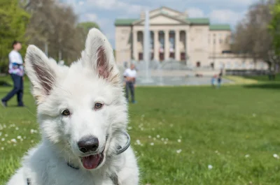 Warwick - Sprzed poznańskiej opery pozdrawia was Diuna, jej pierwszy raz w centrum mi...