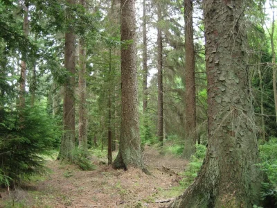 alxnr - @KORNIK bór iglasty jak bór, borze_ zamierzone