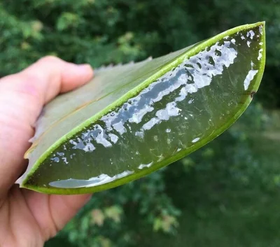 Zdejm_Kapelusz - Sporaśny aloes ( ͡° ͜ʖ ͡°)

#earthporn #rosliny