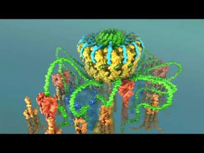 bioslawek - System sekrecji typu IV - Zdumiewająca maszyna molekularna!

https://ww...