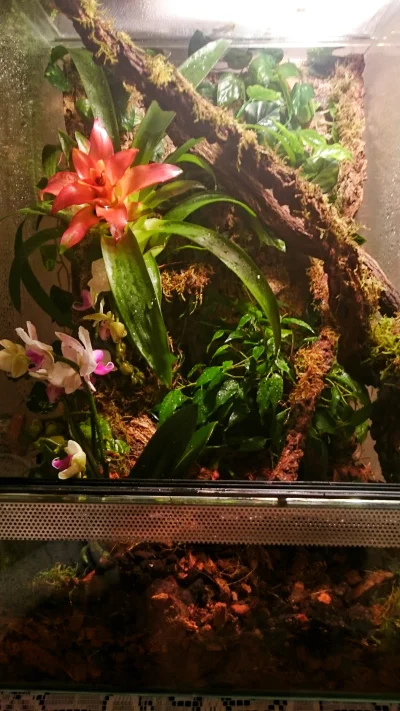 G....._ - Terrarium tropikalne 40x40x60, storczyk, bromelia i fikus. Pierwsze, które ...