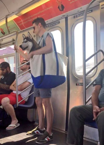 mikaliq - Nowojorskie metro zabroniło przewożenia psów... jedyny wyjątek stanowią psy...