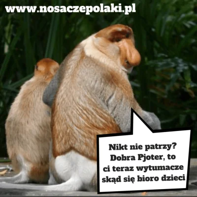 nosaczepolaki - #nosacz #polak #nosaczsundajski #janusze #heheszki #humorobrazkowy #t...
