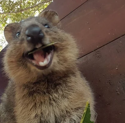 aloszkaniechbedzie - Wazzzzzuuuup!

Z kłoką na fazie (╭☞σ ͜ʖσ)╭☞

#quokkanadzis #...