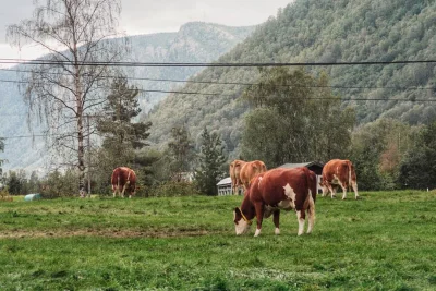 urbnski - 31.08.19 - Dzień 6. (2412 km)
Dzisiejszego dnia również nie było wiele jazd...