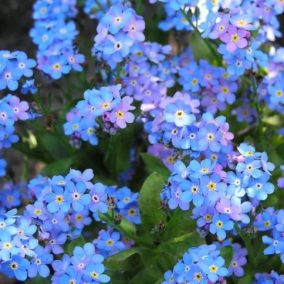 OnufryZagloba - > naturalnie nie ma niebieskiego koloru w świecie roślin

@Trelik: ...