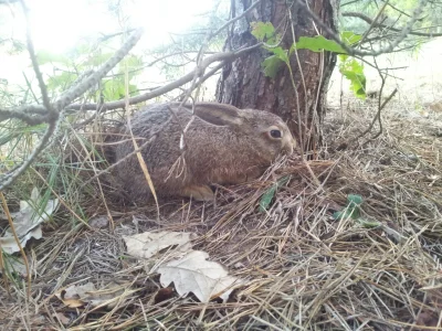 Fenix255 - Mówcie co chcecie ale to najładniejszy widok rano przed wejściem do samoch...