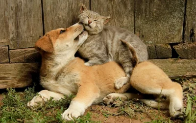 Wulfi - Przyjaciele mogą się różnić, ale łączy ich jedno. 

 #psy #koty #pies #kot ...