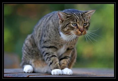 C.....i - Widzieliście smutniejszego kotełka? ( ͡° ʖ̯ ͡°)

#koty #kotnadobranoc