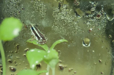 hortu - A przez wakacje opiekuję się takimi małymi żabkami - Epipedobates tricolor

#...