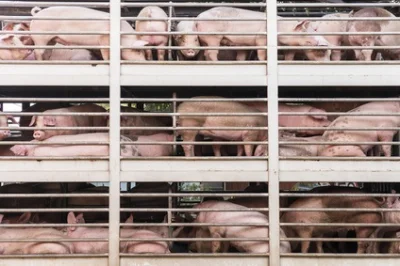 BaronAlvon_PuciPusia - W 2018 roku Polska zaimportowała 8 mln żywych świń, to wzrost ...