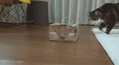 K.....c - #heheszki #koty #smiesznypiesek #gif