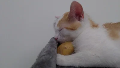 furcio - Kocham Cię ziemniaczku
#kot #cation