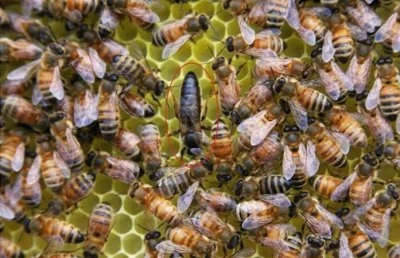 PioPioPio - @wudoef: Królowa pszczoły miodnej kopuluje nawet z 40 płodnymi samcami dz...