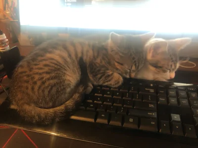 3irg - Nie mogę pracować, koty śpią mi na klawiaturze 

#heheszki #koty #pokazkota #s...