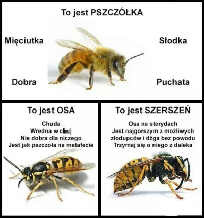 j.....y - Zgodnie z wykopowym przewodnikiem mamy do czynienia z tymi osami na steryda...