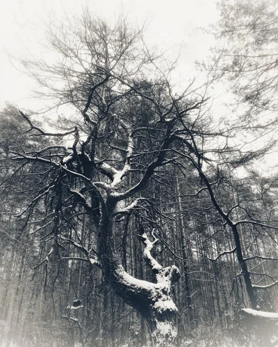 RekinCwaniak - Przerobiłem troszke na starą fotografie. Z weekendowego wypadu do lasu...