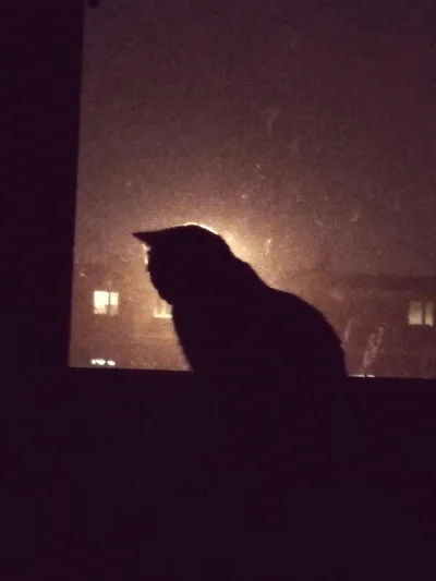 Bleck - Wasze koty też czuwają nad miastem kiedy wszyscy kładą się spać?
#kot #koty #...