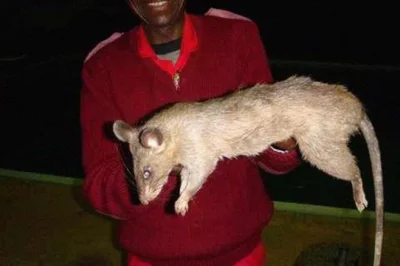 aaadam91 - @Abroon: Nie ma się czego bać to tylko szczur.