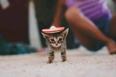 goferek - Dawno nie było kota w sombrero w #sombrero
#sombrerocats #koty