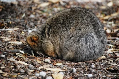 aloszkaniechbedzie - #quokkanadzis

Dzisiaj jesienna chandra dopadła nawet kłokę.
...