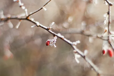 owcaa - #mojezdjecie #fotografia #nikon #owcaafoto 

Wesołych Świąt :)