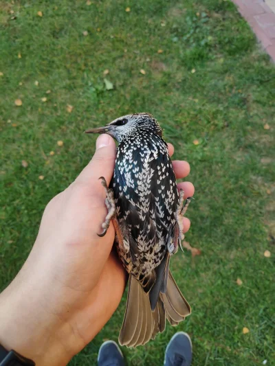 NieWierzMi - Ej mirki i mirabelki znalazłem na podwórku takiego ptaka. Nie lata tylko...