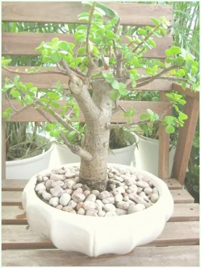 takdali - Mój chłopak zawsze chciał dostac drzewko bonsai, no to mu kupiłam. Co myśli...